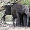 BWA NW Chobe 2016DEC04 NP 104 : 2016, 2016 - African Adventures, Africa, Botswana, Chobe National Park, Date, December, Month, Northwest, Places, Southern, Trips, Year